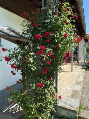 Einfamilienhaus mit 6 Zimmer und großen Grund in Pichl bei Wels !