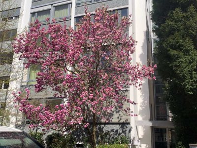 City-Apartment: Möbliertes Wohnen zwischen Grüneburgpark und Palmengarten