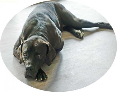 Tolle Single-Wohnung, Hunde und Katzen erlaubt !!!!!