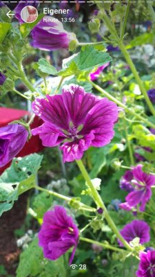 Den Sommer im eigenen Haus verbringen! Haus mit Kamin, Garten, Garage und großer Scheune.