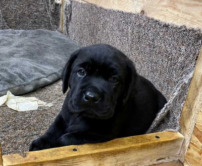 ENDLICH PLATZ FÜR EINEN HUND - IN IHREM NEUEN HAUS MIT GARTEN - TEL. 01714863595