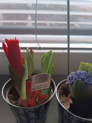 Genossenschaftswohnung 62,27 qm groß mit Garten in Traiskirchen zu vergeben