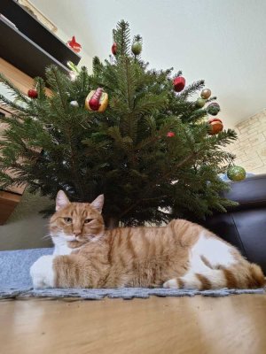 ERFÜLLEN SIE IHRER FAMILIE DEN TRAUM VOM WEIHNACHTSFEST IM EIGENEN HAUS!