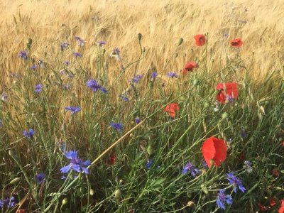 Bien-Zenker: Ihr Traumhaus in Külsheim  Individuell und stressfrei gebaut
